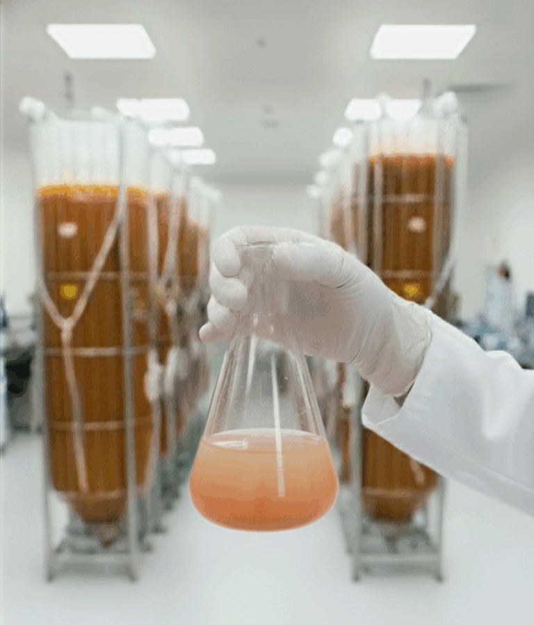 reagenics labs saffron flask and large scale bioreactors growing saffron cells